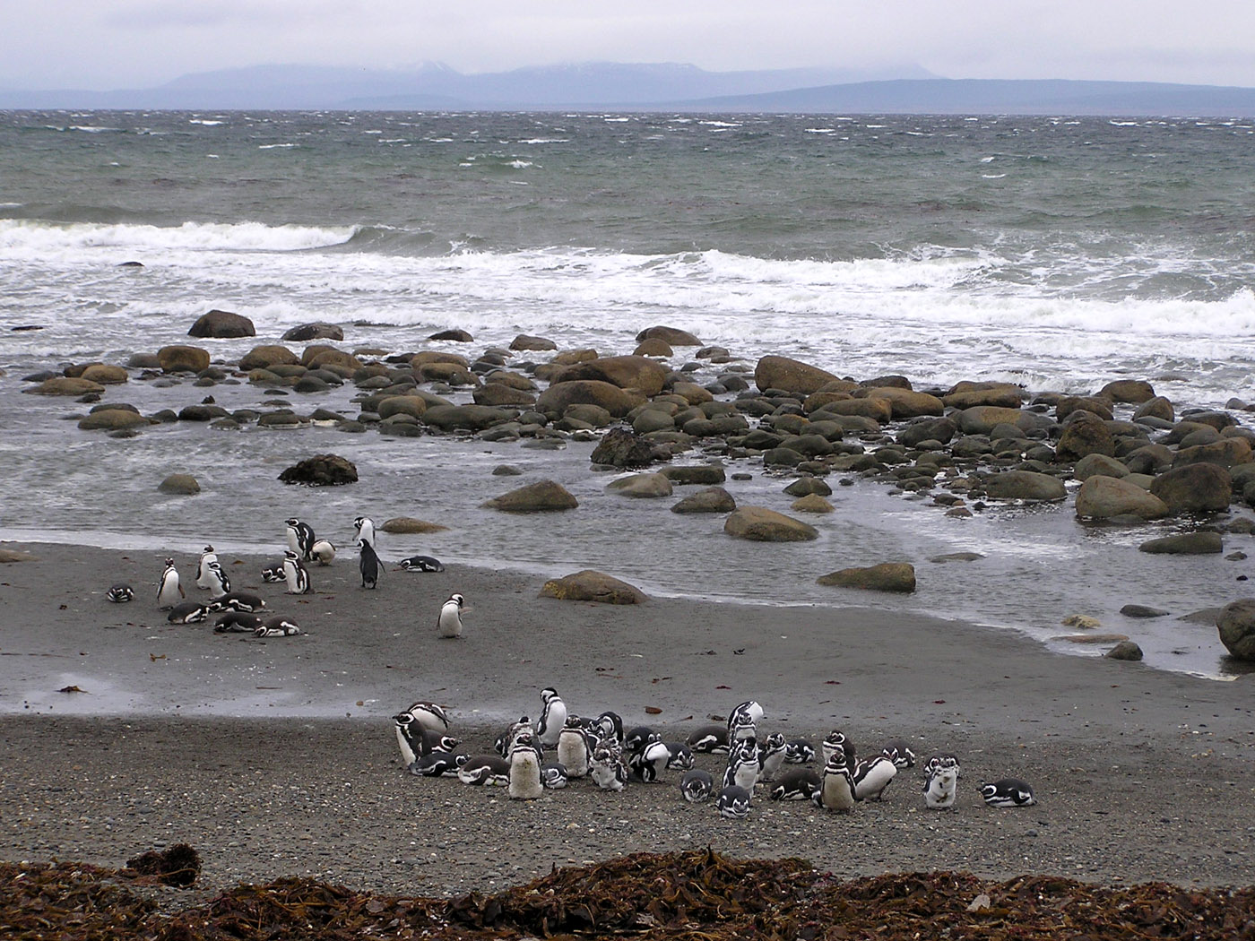 Magellanic Penguins, Otway Sound near Punta Arenas, Chile